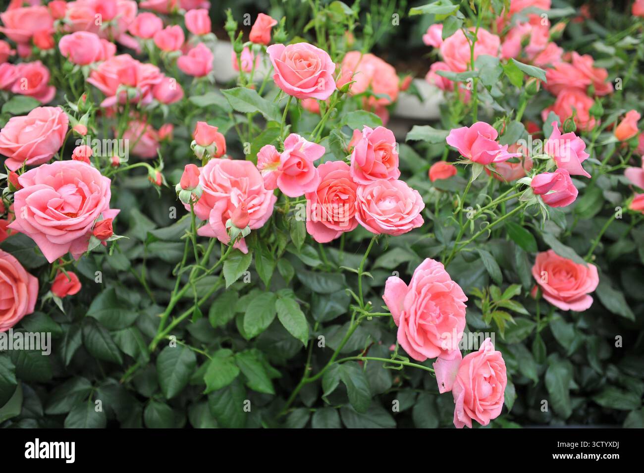 Rose anglais floribunda rose (Rosa) Catherine's Rose fleurit lors d'une exposition en mai Banque D'Images