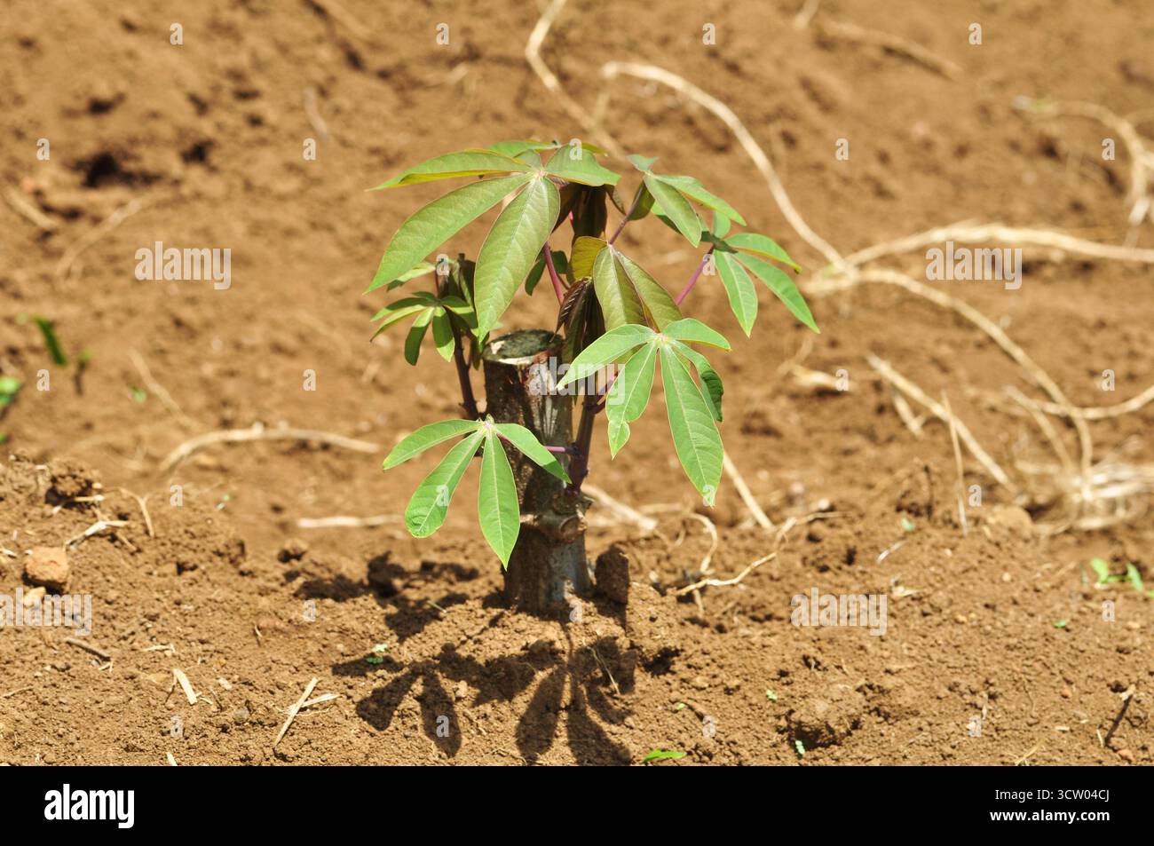 Plante de manioc fraîche avec des feuilles vertes à l'extérieur Banque D'Images