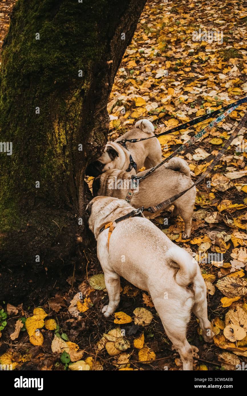 Carpins reniflant l'arbre dans la forêt d'automne Banque D'Images