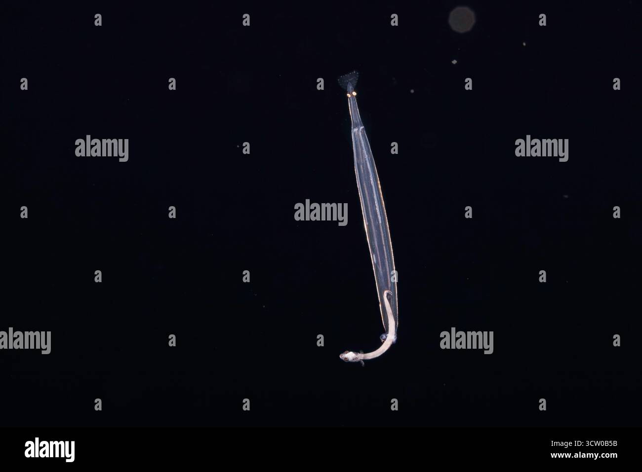 Ce ver de flèche marin prédateur mâle ou chaetognath, a attrapé et consommera ce poisson larvaire, la nuit en pleine mer au large de l'île de Yap, Mic Banque D'Images