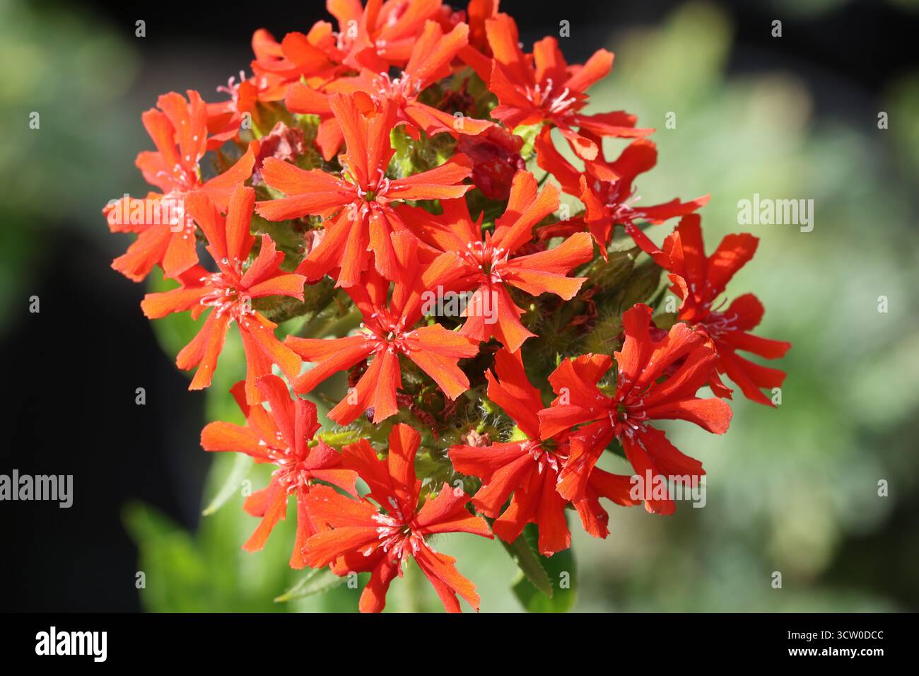 Groupe rouge écarlate de fleurs en forme de dôme. Fond vert. Silene chalcedonica Banque D'Images