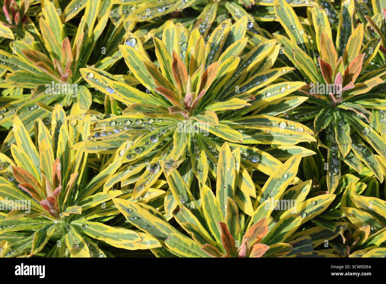 Point de croissance unique de l'étincelle de Martin avec bracelet panaché or, vert et rose comme des feuilles avec des gouttes de pluie. Euphorbia × martini 'Ascot Rainbow' Banque D'Images