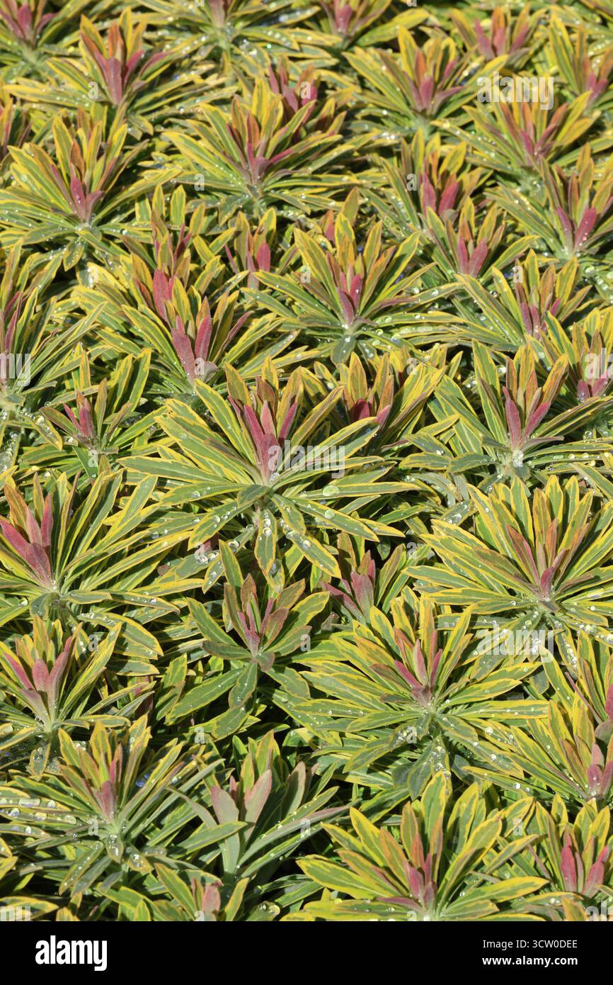 Plein cadre de nombreuses plantes d'éperon de Martin avec des bandes teintées dorées, vertes et roses comme des feuilles. Gouttes de pluie. Euphorbia × martini 'Ascot Rainbow' Banque D'Images