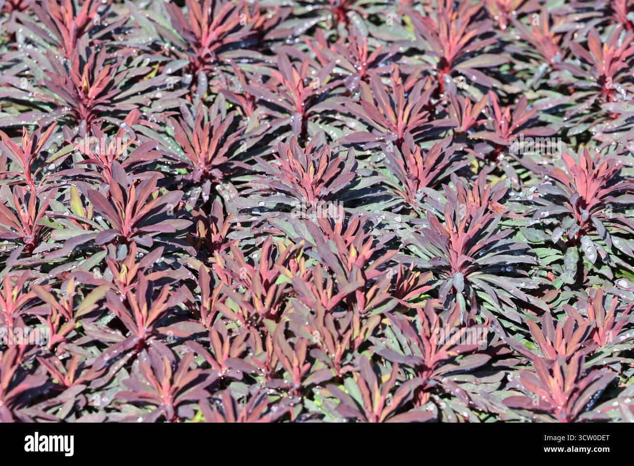 Plein cadre vert foncé avec sangle Bordeaux comme des feuilles rayonnant à partir des points de croissance centraux. Euphorbia × martini Miner's Merlot ('km-m Banque D'Images