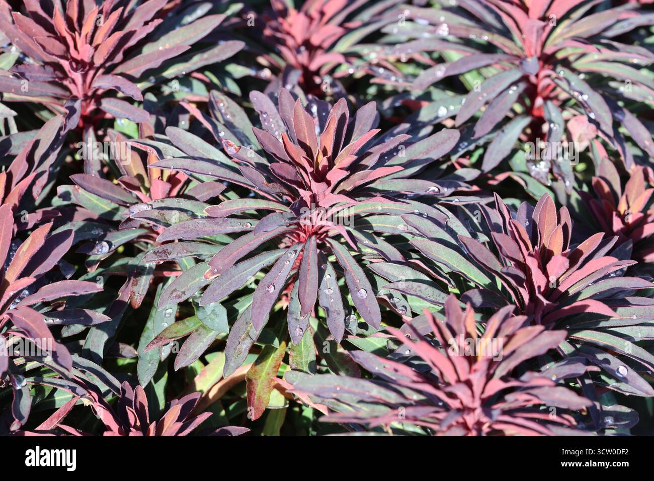 Plein cadre vert foncé avec sangle Bordeaux comme des feuilles rayonnant à partir des points de croissance centraux. Euphorbia × martini Miner's Merlot ('km-m Banque D'Images
