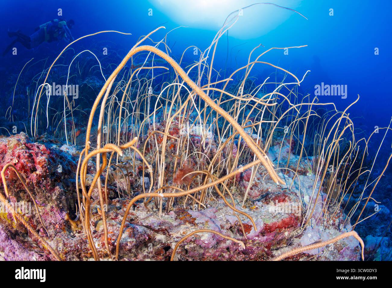 Plongeur (MR) et une forêt de corail fouetté, Junceella fragilis, sur un récif au large de l'île de Yap, dans les États fédérés de Micronésie. Banque D'Images