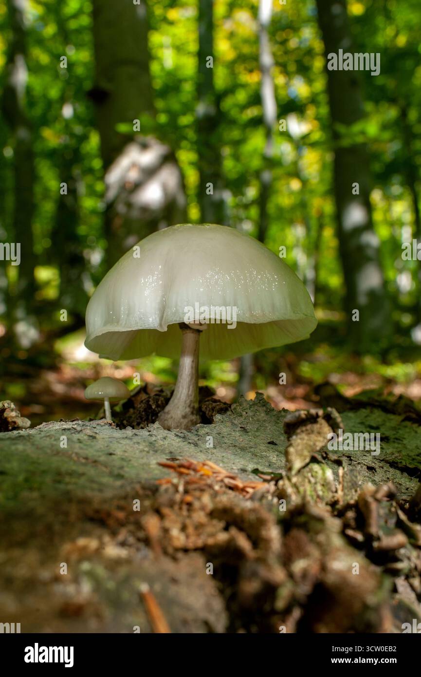 Champignon Mycena epipterygia, macro photo sur fond de forêt verte. Banque D'Images