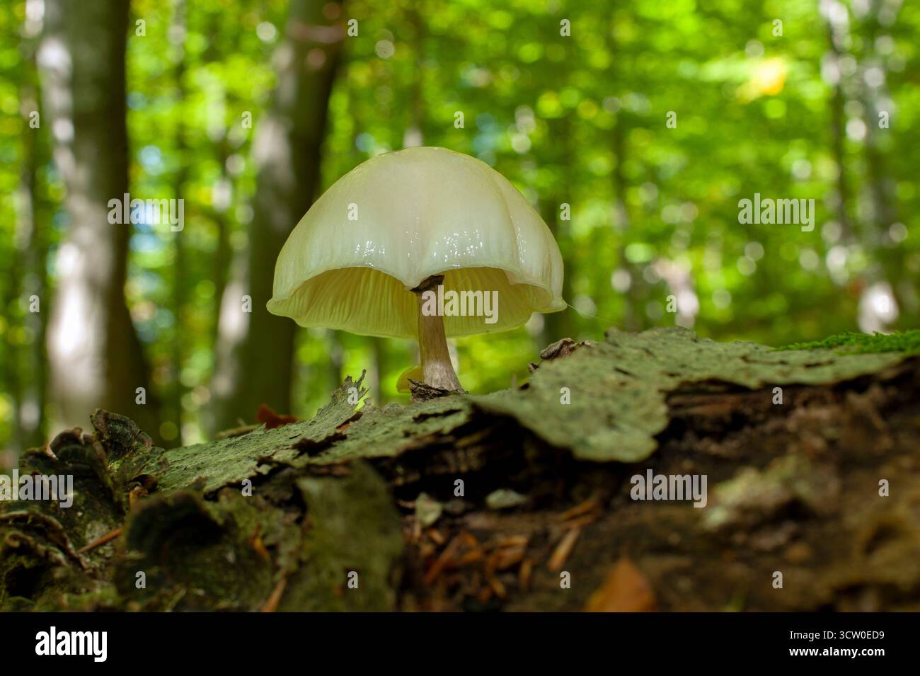 Champignon Mycena epipterygia, macro photo sur fond de forêt verte. Banque D'Images