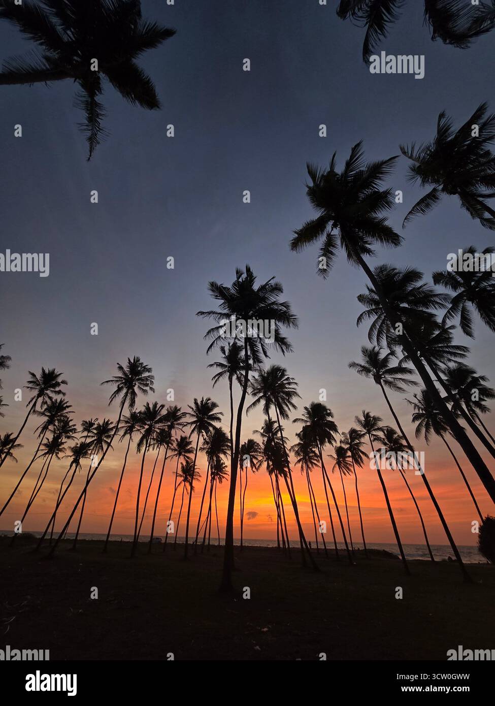 Belle plage soir coucher de soleil ciel doré coucher de soleil sri Lanka plage amour vent arbre de coco arbres de coco horizon amour belle nature nature RAW photos d'ombre photographie - Image de stock capturée avec un smartphone
