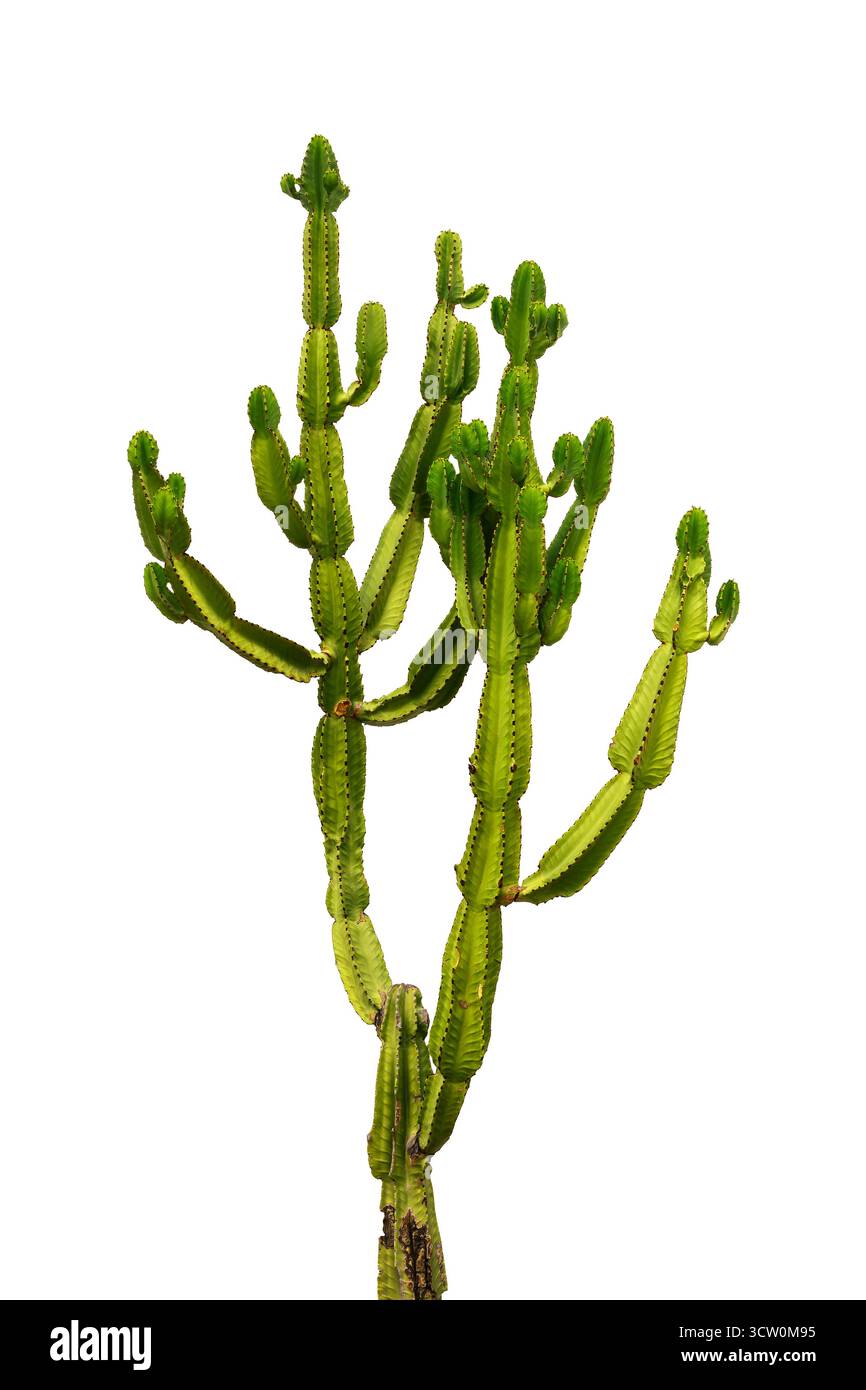 Euphorbia candelabra cactus et planches blanches dans un jardin Banque D'Images