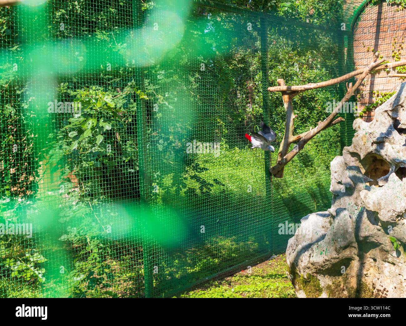 Plan du perroquet gris dans la volière Banque D'Images