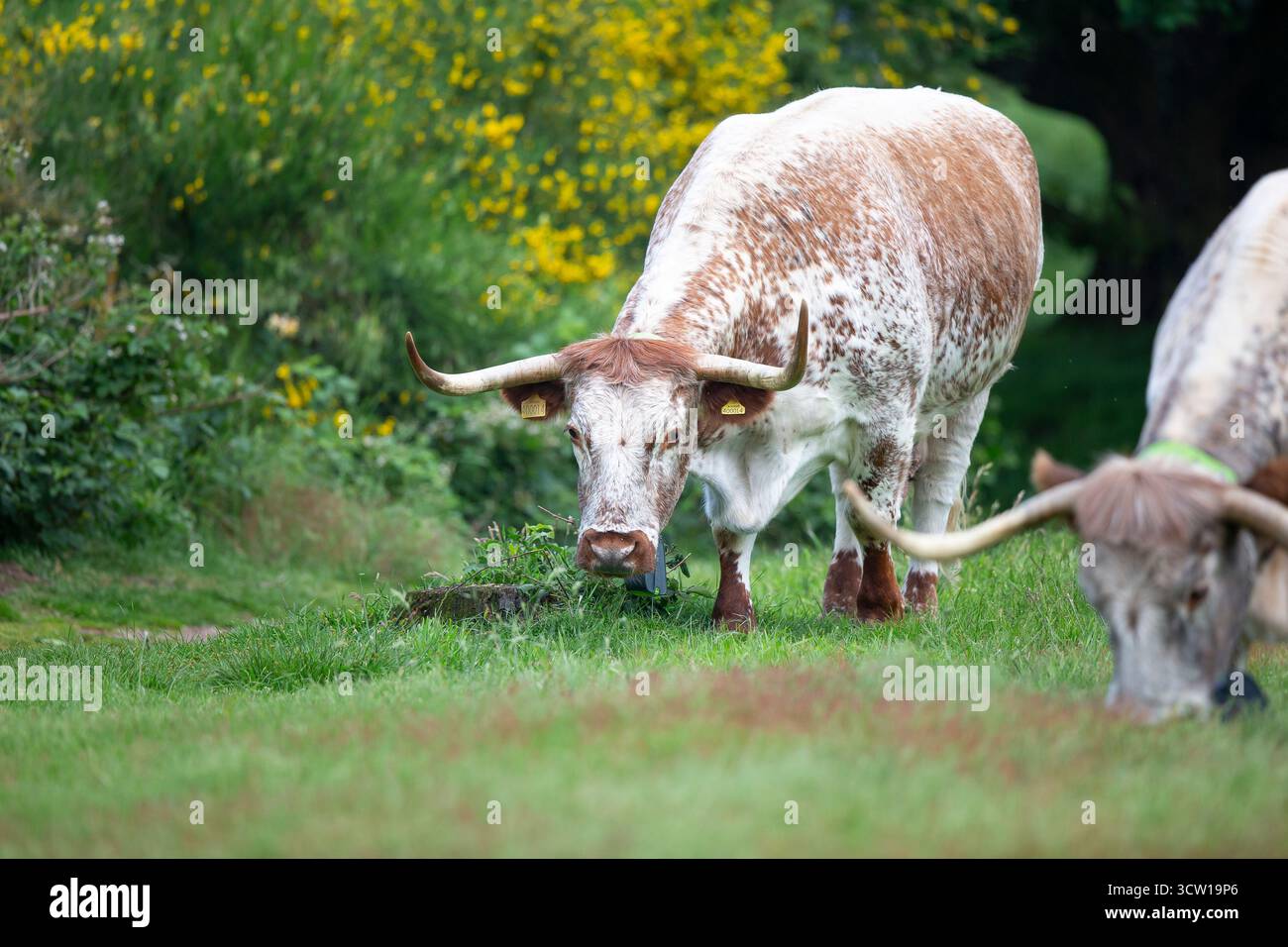 Vache à longues cornes pâturant dans un parc public. Banque D'Images