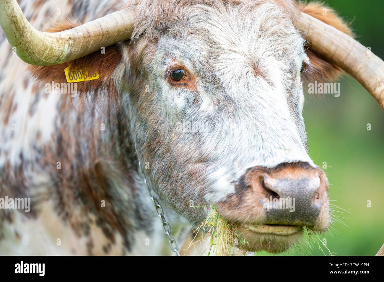Vache à longues cornes pâturant dans un parc public. Banque D'Images