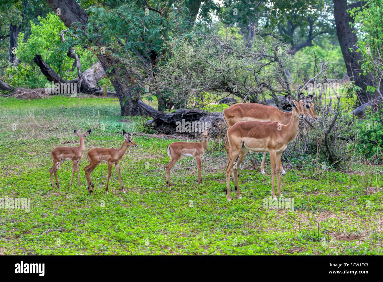 impala femelle avec des bébés de veau troupeau dans la brousse près du lac, delta de l'Okavango au Botswana, parc animalier de conservation Banque D'Images impala femelle avec des bébés de veau troupeau dans la brousse près du lac, delta de l'Okavango au Botswana, parc animalier de conservation Banque D'Images