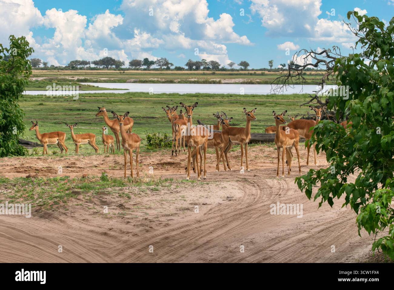 Troupeau de femelles impala dans la brousse près du lac, delta de l'Okavango au Botswana, parc animalier de conservation Banque D'Images Troupeau de femelles impala dans la brousse près du lac, delta de l'Okavango au Botswana, parc animalier de conservation Banque D'Images