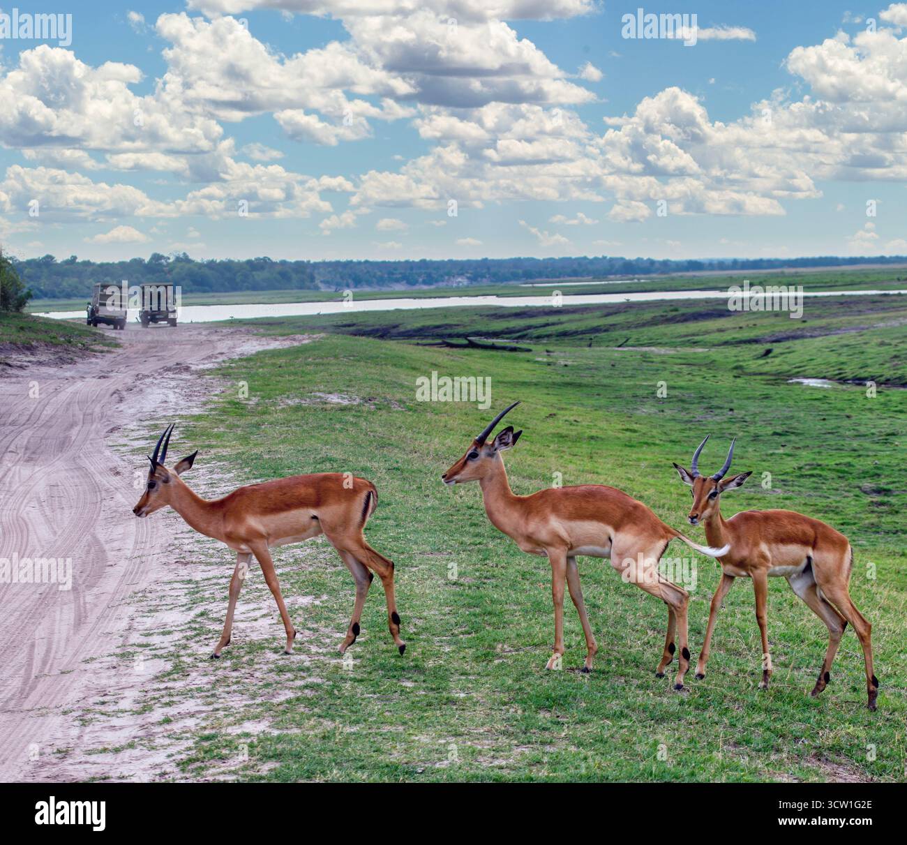 Troupeau femelle impala dans la brousse près du lac, voitures touristiques 4x4 sur un chemin de terre, delta de l'Okavango au Botswana, parc animalier de conservation Banque D'Images Troupeau femelle impala dans la brousse près du lac, voitures touristiques 4x4 sur un chemin de terre, delta de l'Okavango au Botswana, parc animalier de conservation Banque D'Images