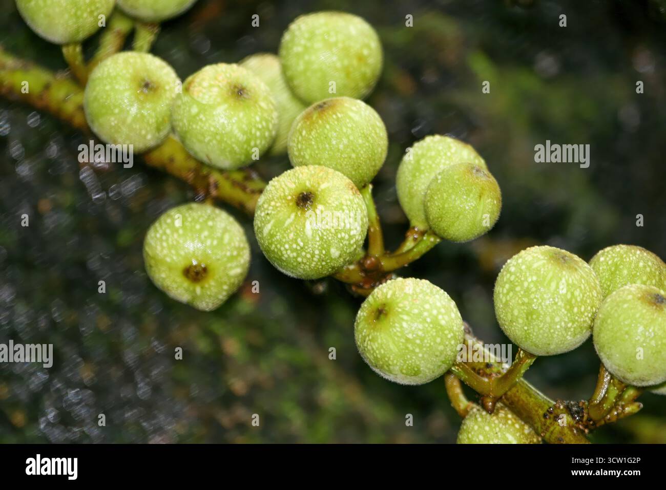 Ficus gilletii fruits, Bubu Fig , Ficus bubu dans le parc national de Chobe , delta de l'Okavango au Botswana, parc animalier Banque D'Images Ficus gilletii fruits, Bubu Fig , Ficus bubu dans le parc national de Chobe , delta de l'Okavango au Botswana, parc animalier Banque D'Images