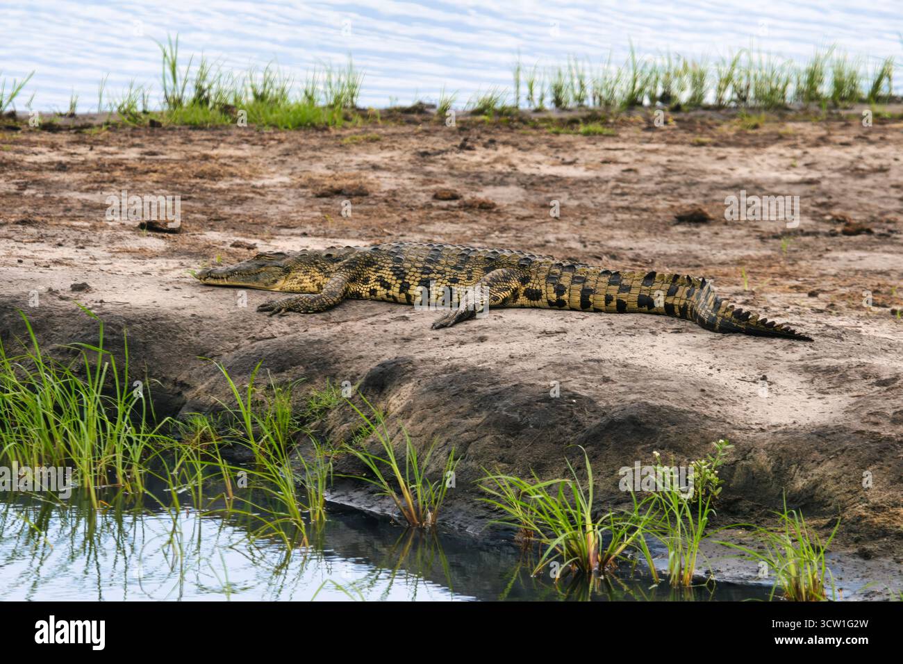 Crocodile du Nil dans le parc national de chobe, delta de l'Okavango au Botswana, parc animalier de conservation Banque D'Images Crocodile du Nil dans le parc national de chobe, delta de l'Okavango au Botswana, parc animalier de conservation Banque D'Images