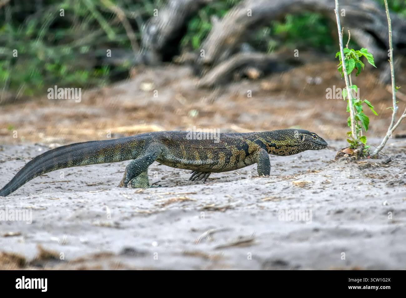 Nilwaran, lézard moniteur du nil, Varanus niloticus dans le parc national de chobe, delta de l'Okavango au Botswana, parc animalier de conservation Banque D'Images Nilwaran, lézard moniteur du nil, Varanus niloticus dans le parc national de chobe, delta de l'Okavango au Botswana, parc animalier de conservation Banque D'Images