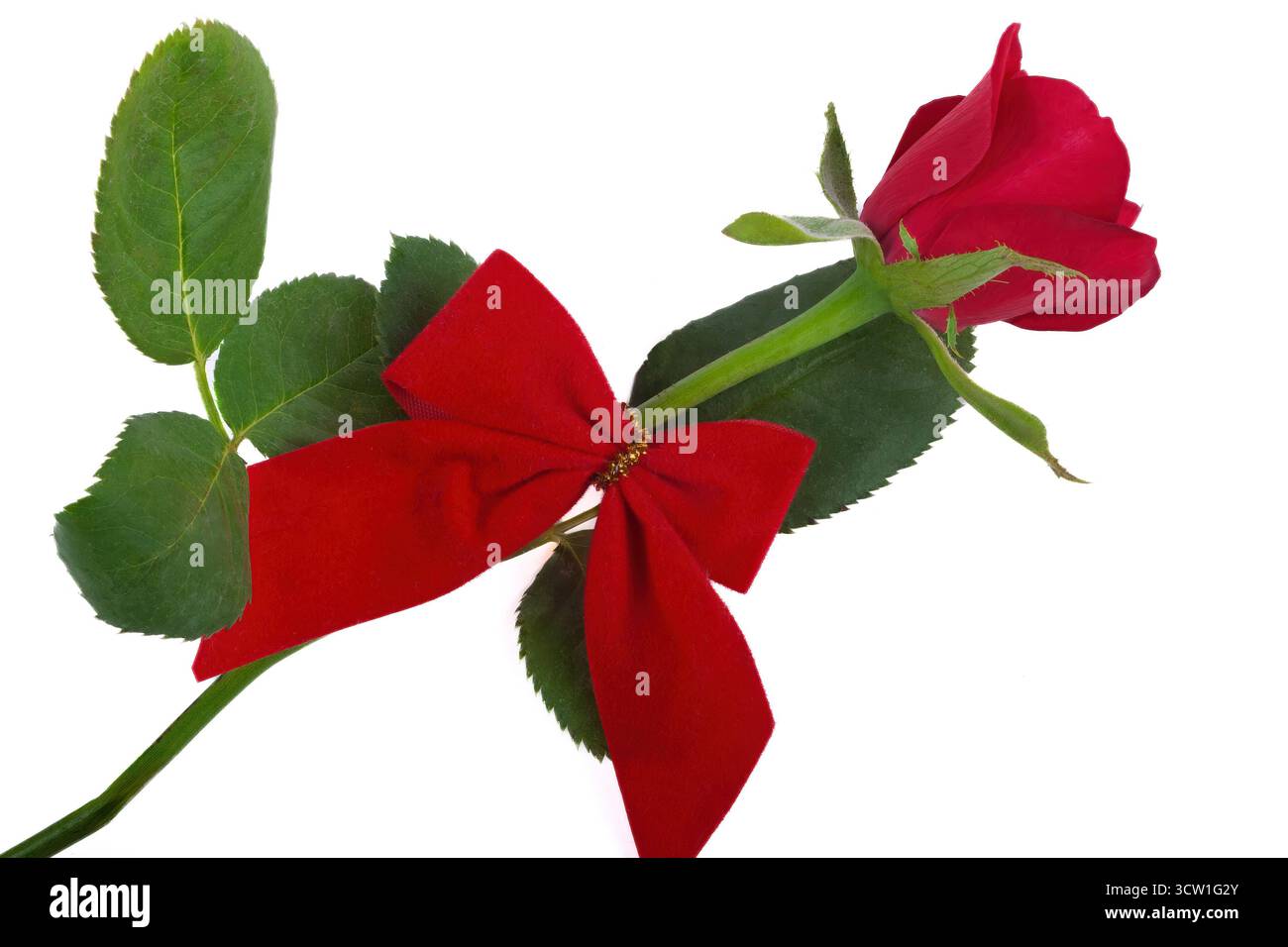 fleur de rose rouge isolé sur fond blanc, sentiments romantiques jour de la saint-valentin Banque D'Images