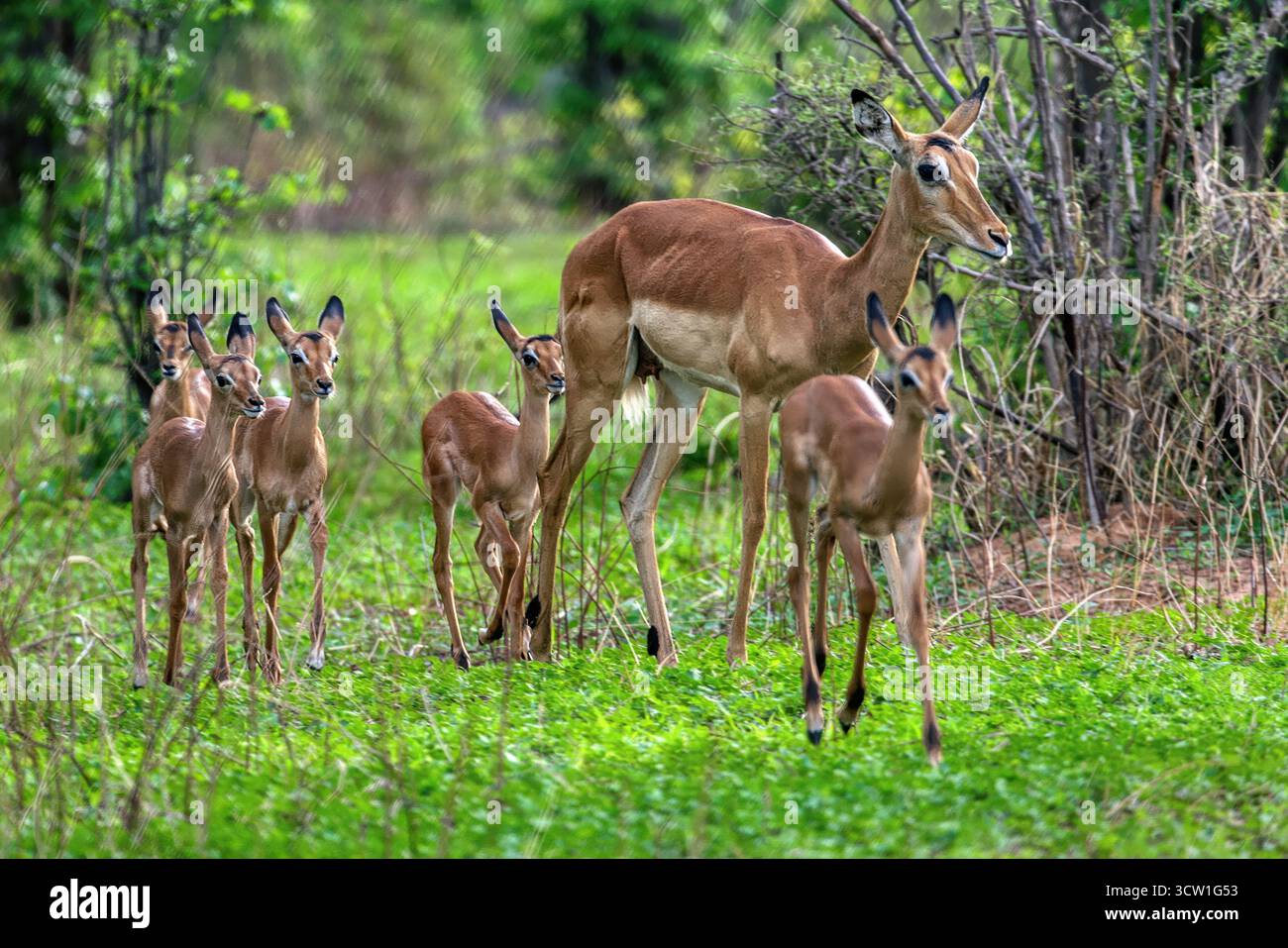 impala femelle avec des bébés de veau troupeau courir dans la brousse près du lac, delta de l'Okavango au Botswana, parc animalier de conservation Banque D'Images impala femelle avec des bébés de veau troupeau courir dans la brousse près du lac, delta de l'Okavango au Botswana, parc animalier de conservation Banque D'Images