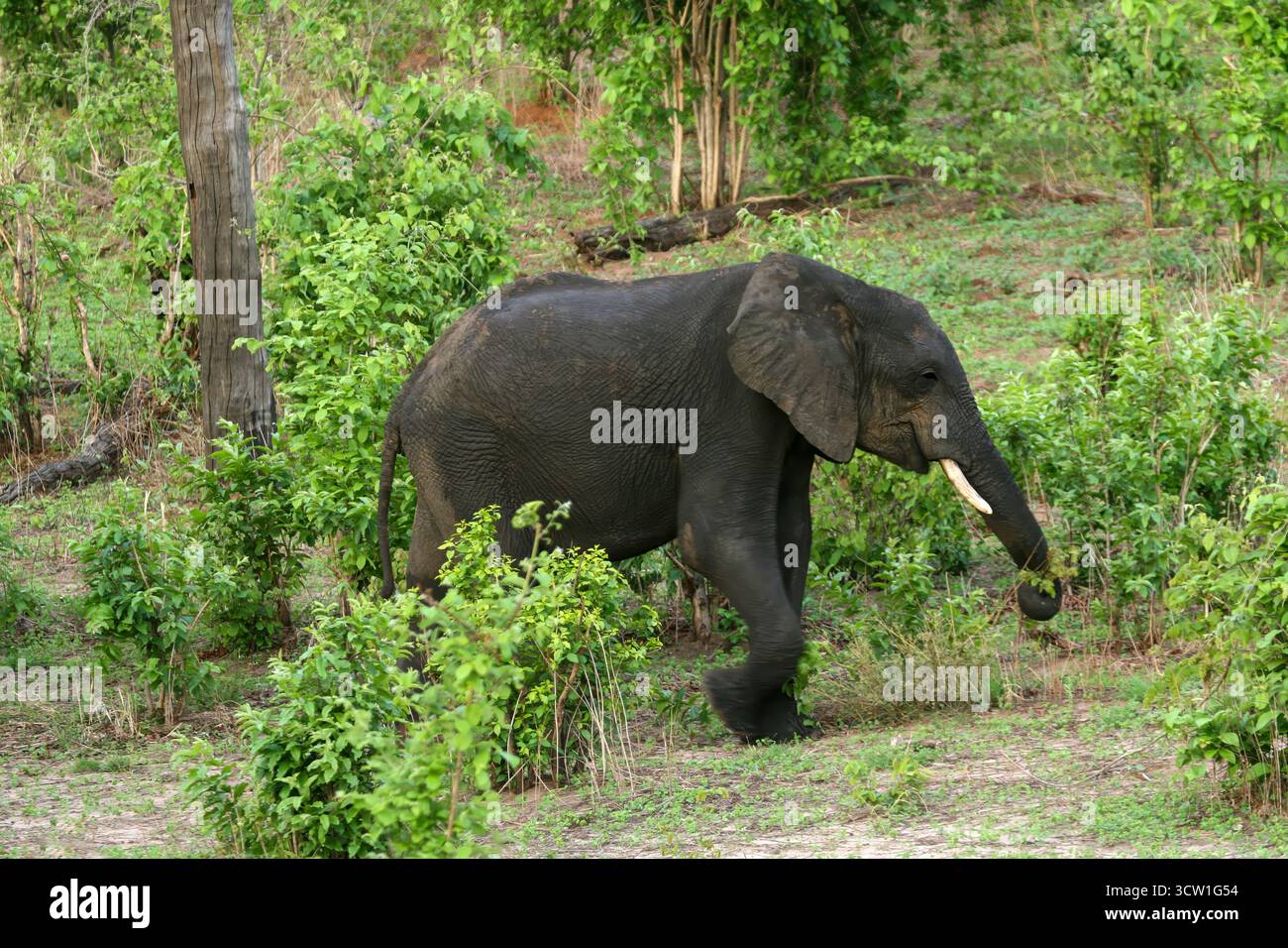 Bébé éléphant de veau dans le parc national de Chobe, delta de l'Okavango au Botswana, parc animalier de conservation Banque D'Images Bébé éléphant de veau dans le parc national de Chobe, delta de l'Okavango au Botswana, parc animalier de conservation Banque D'Images