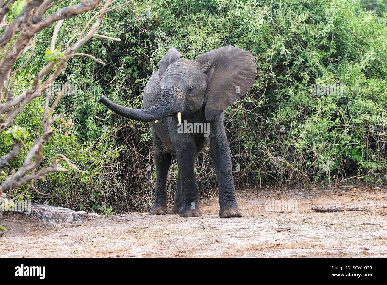 Bébé éléphant de veau dans le parc national de Chobe, delta de l'Okavango au Botswana, parc animalier de conservation Banque D'Images Bébé éléphant de veau dans le parc national de Chobe, delta de l'Okavango au Botswana, parc animalier de conservation Banque D'Images