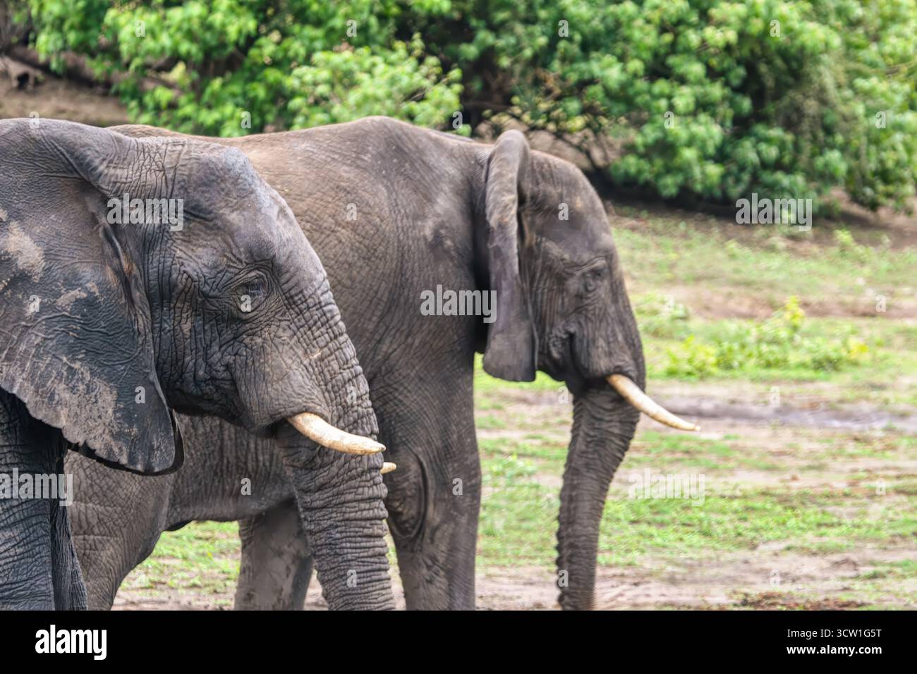 Deux éléphants marchant dans le parc national de Chobe, delta de l'Okavango au Botswana, parc animalier de conservation Banque D'Images Deux éléphants marchant dans le parc national de Chobe, delta de l'Okavango au Botswana, parc animalier de conservation Banque D'Images