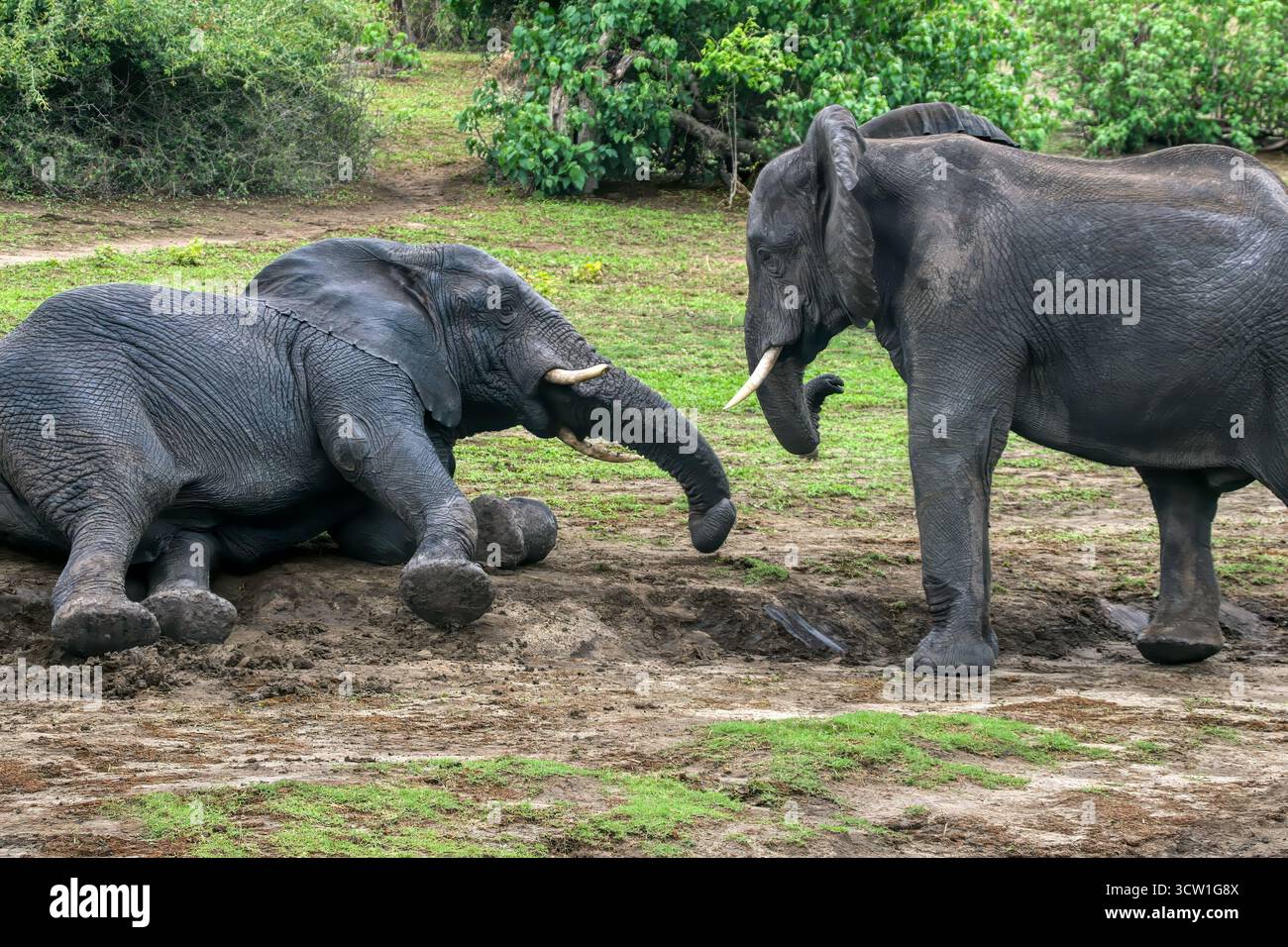 Deux éléphants jouant dans la boue dans le parc national de Chobe, delta de l'Okavango au Botswana, parc animalier de conservation Banque D'Images Deux éléphants jouant dans la boue dans le parc national de Chobe, delta de l'Okavango au Botswana, parc animalier de conservation Banque D'Images