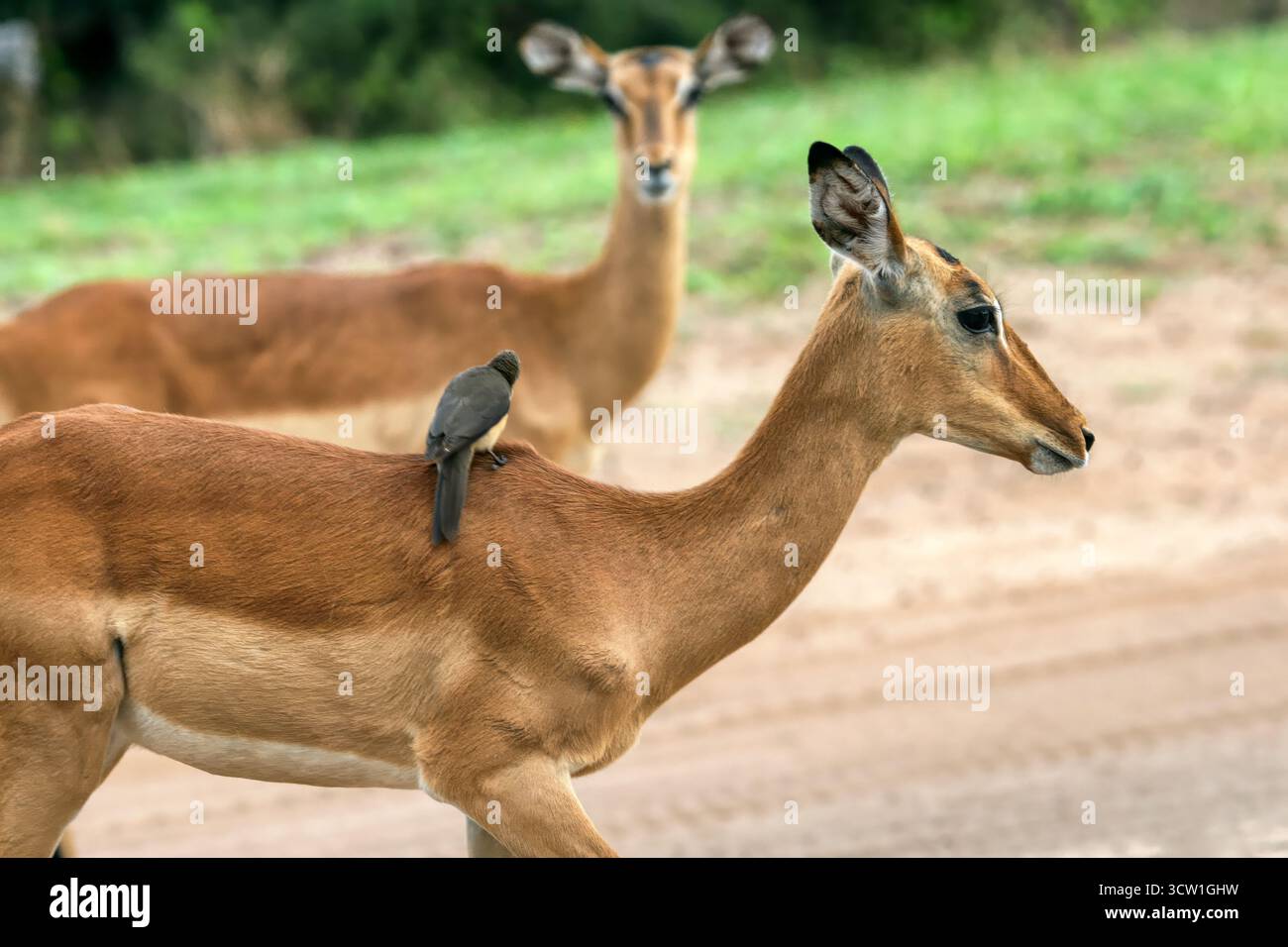 Deux femelles Impala dans la brousse, delta de l'Okavango au Botswana, parc animalier de conservation Banque D'Images Deux femelles Impala dans la brousse, delta de l'Okavango au Botswana, parc animalier de conservation Banque D'Images