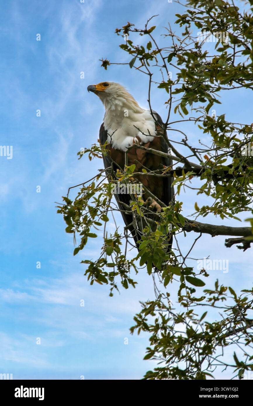 Aigle africain sur une branche dans la brousse, delta de l'Okavango au Botswana, parc animalier de conservation, lac Ngami dans le parc national de Chobe Banque D'Images Aigle africain sur une branche dans la brousse, delta de l'Okavango au Botswana, parc animalier de conservation, lac Ngami dans le parc national de Chobe Banque D'Images