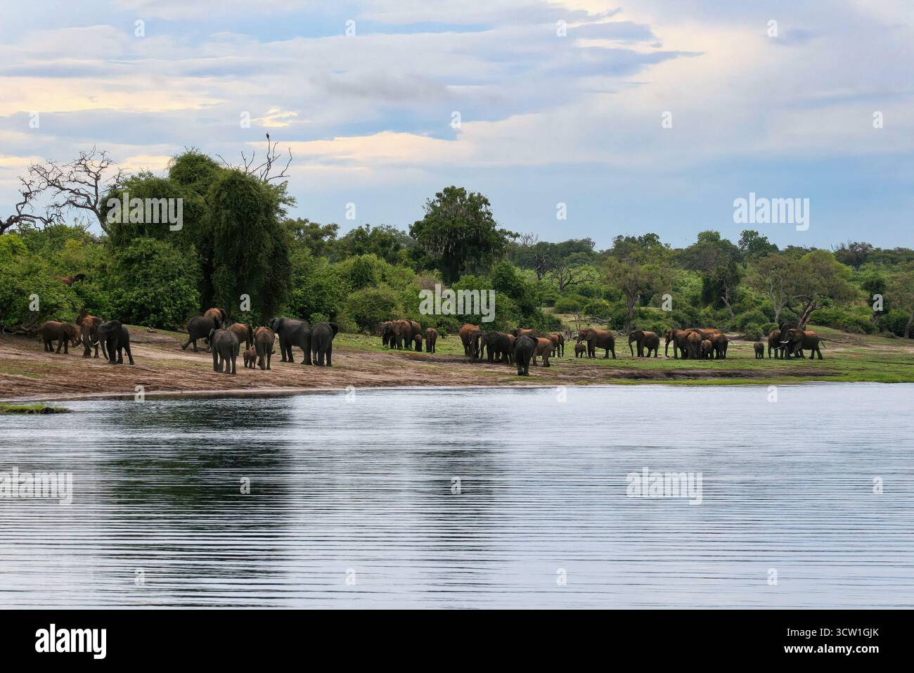 Grand troupeau d'éléphants près du lac Ngami dans le parc national de Chobe, delta de l'Okavango au Botswana, parc animalier de conservation Banque D'Images Grand troupeau d'éléphants près du lac Ngami dans le parc national de Chobe, delta de l'Okavango au Botswana, parc animalier de conservation Banque D'Images