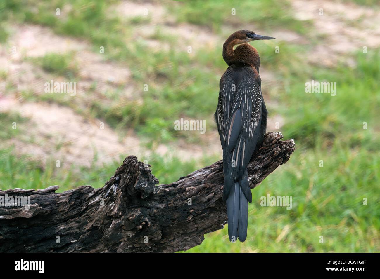 Darter africain dans la brousse, delta de l'Okavango au Botswana, parc animalier de conservation Banque D'Images Darter africain dans la brousse, delta de l'Okavango au Botswana, parc animalier de conservation Banque D'Images