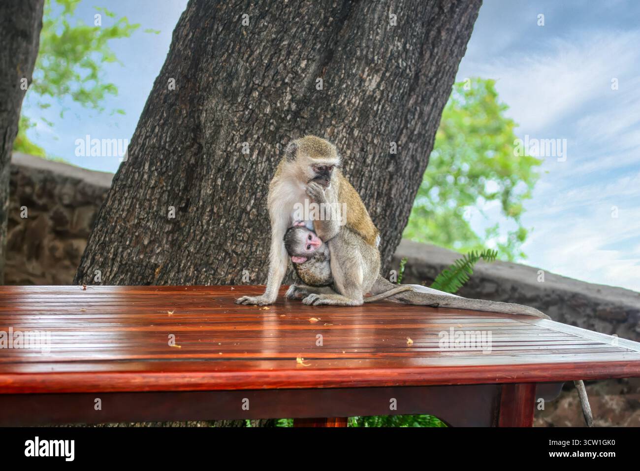 Singe vervet et son bébé, ravageur volant la nourriture touristique, conflit humain animal, delta Okavango au Botswana, lac Ngami à Chobe national, INS maternelles Banque D'Images