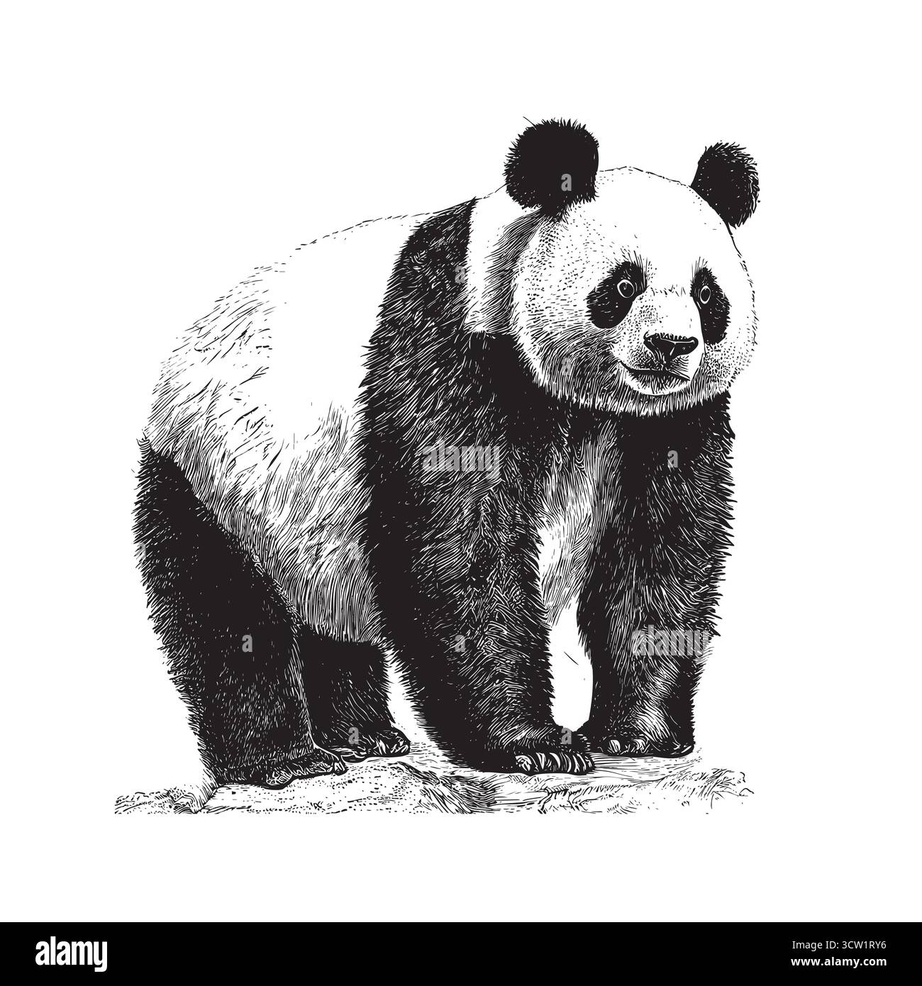 illustration vectorielle isolée de panda gravée en noir et blanc Illustration de Vecteur