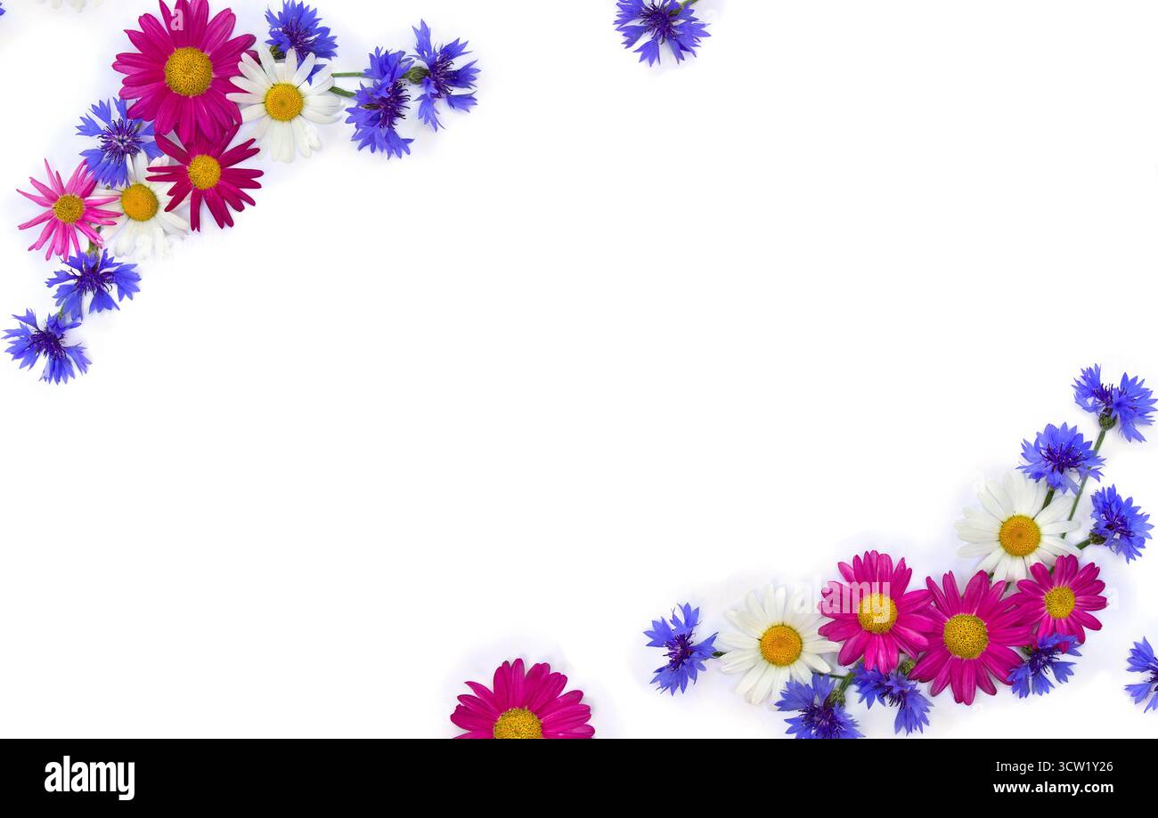 Cadre de fleurs camomilles blanches et roses et bleus bleus sur fond blanc avec espace pour le texte. Vue de dessus, pose à plat Banque D'Images