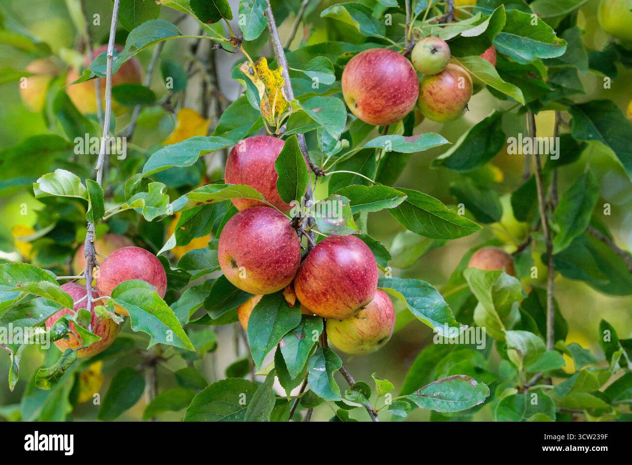 Pommier de crabe avec des pommes plus petites que les arbres commerciaux, pommes aigres vertes ou rincées avec du rouge. La nourriture pour la faune et la floraison attire les pollinisateurs Banque D'Images