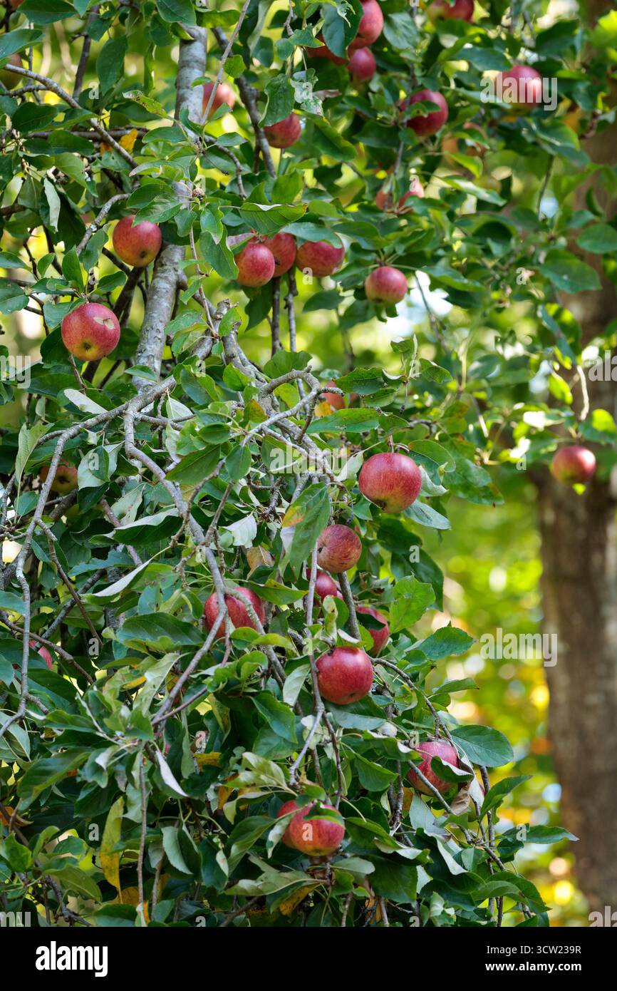 Pommier de crabe avec des pommes plus petites que les arbres commerciaux, pommes aigres vertes ou rincées avec du rouge. La nourriture pour la faune et la floraison attire les pollinisateurs Banque D'Images