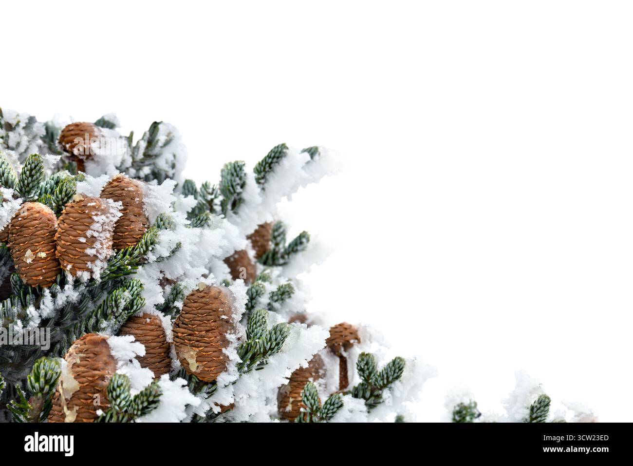Branches d'arbre de noël ( épicéa ) avec des cônes couverts de givre et dans la neige sur fond blanc avec espace pour le texte Banque D'Images