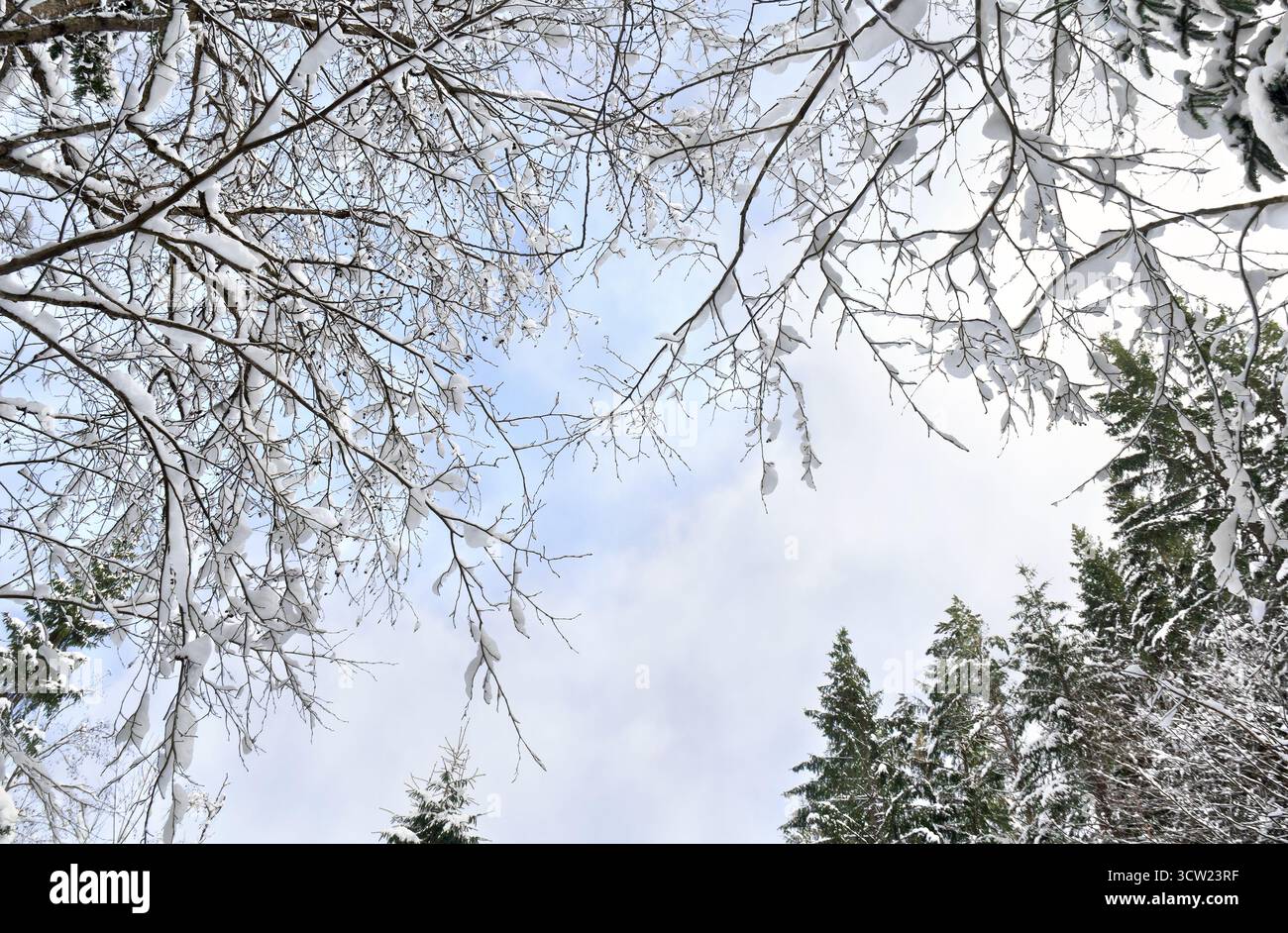Cimes des arbres et épicéa dans la forêt d'hiver couverte de neige sur fond bleu ciel nuageux Banque D'Images