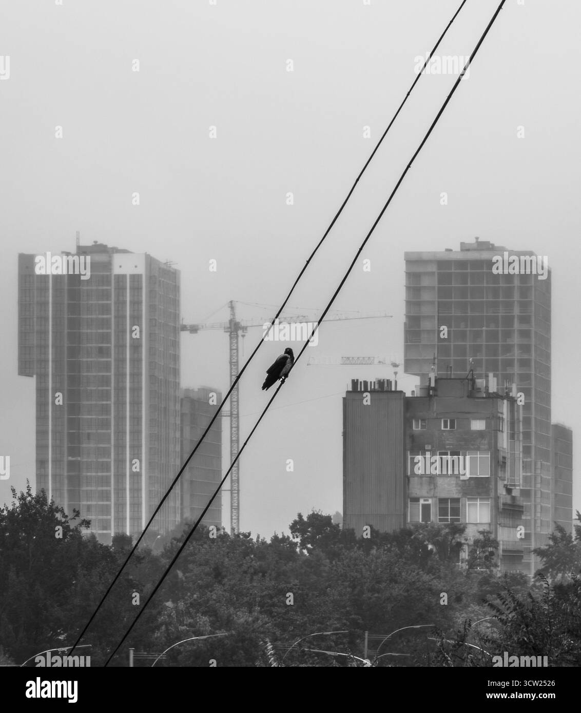 Corbeau à capuche perché sur des lignes électriques diagonales, observant un paysage urbain brumeux avec des immeubles modernes de grande hauteur, un vieil immeuble et des constructi Banque D'Images