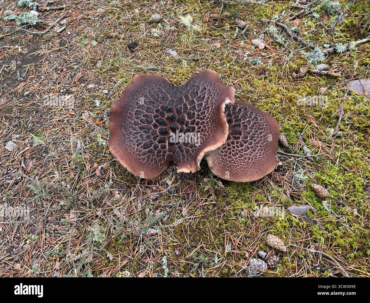 Dent écailleuse (Sarcodon squamosus) poussant sous les pins sur un sol sablonneux, Culbin Forest, Moray Firth, Highlands, Écosse Banque D'Images Dent écailleuse (Sarcodon squamosus) poussant sous les pins sur un sol sablonneux, Culbin Forest, Moray Firth, Highlands, Écosse Banque D'Images