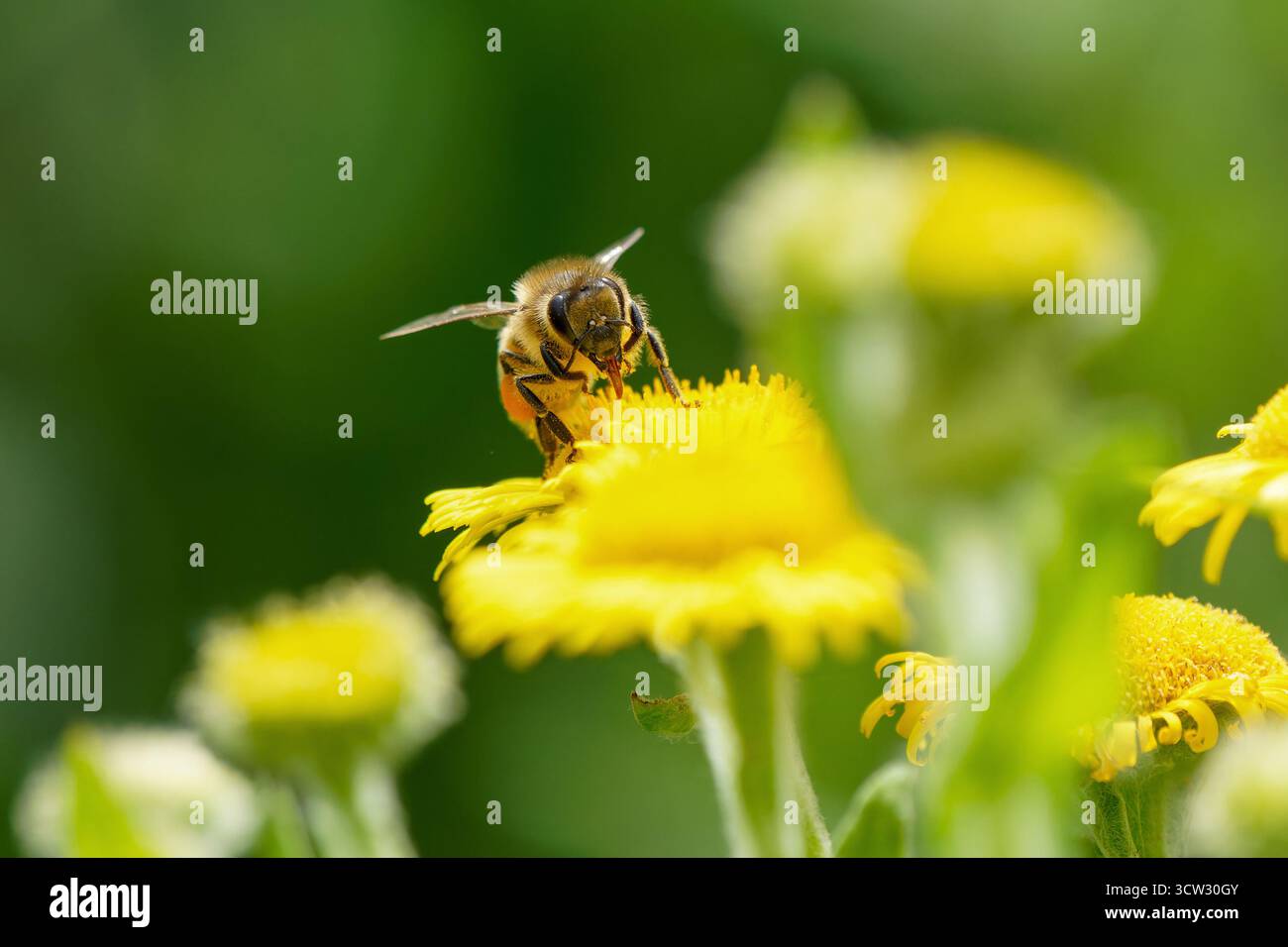 Abeille de miel occidentale-Apis mellifera visting commune fleabane-Pulicaria dysenterica. Banque D'Images