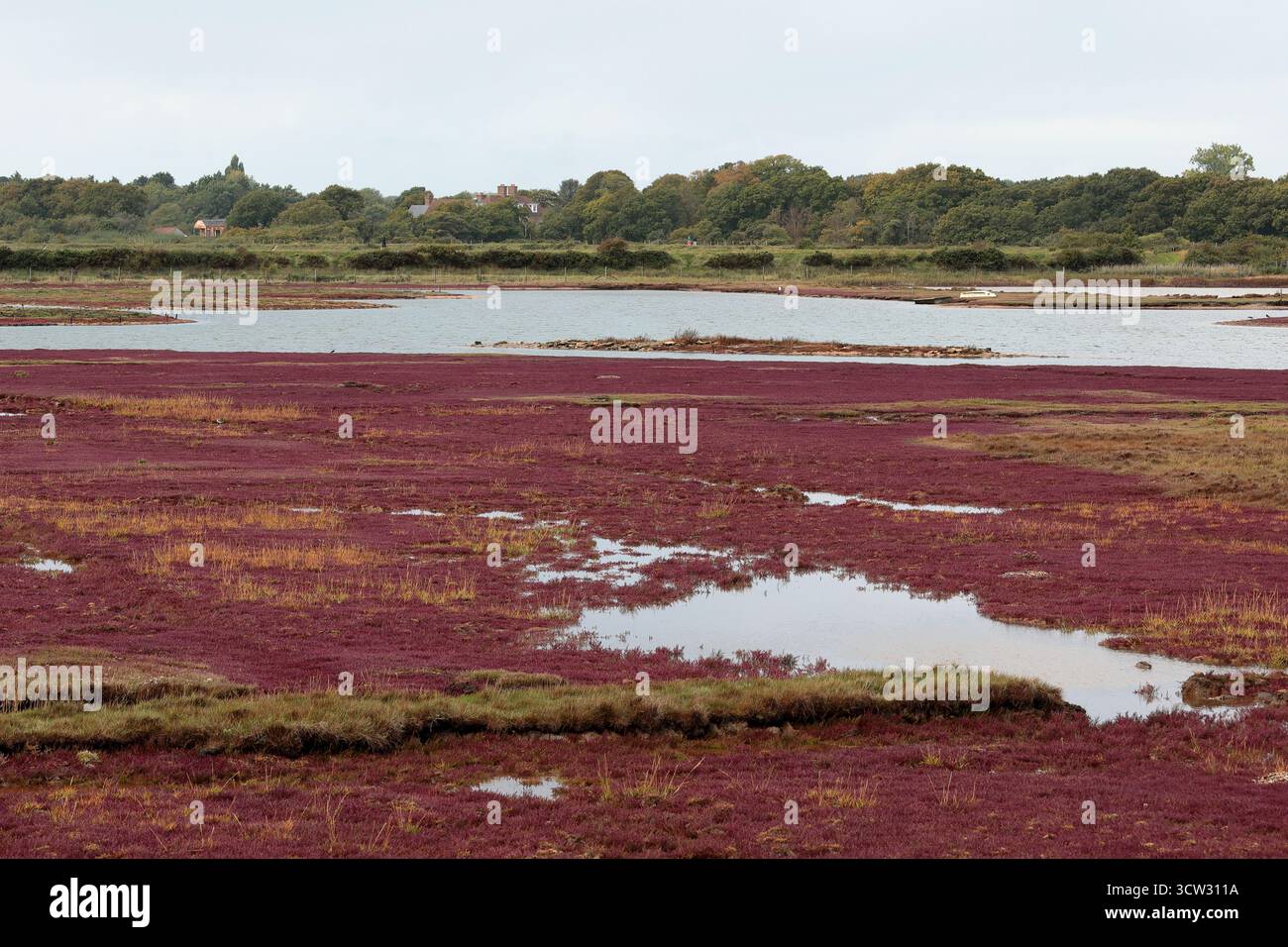 Vue sur le paysage de la réserve d'oiseaux Pennington Marshes, avec des plantes de marais rouges au premier plan, un lagon au-delà et des buissons et des arbres en arrière-plan Banque D'Images