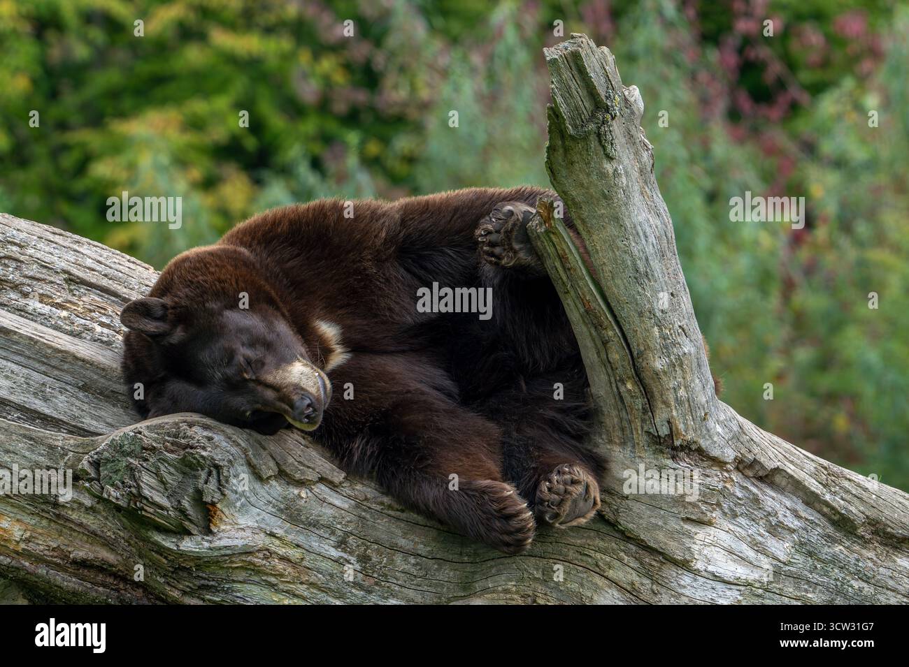 Ours noir américain (Ursus americanus) variation de couleur brune avec blason blanc sur la poitrine dormant dans un arbre mort Banque D'Images