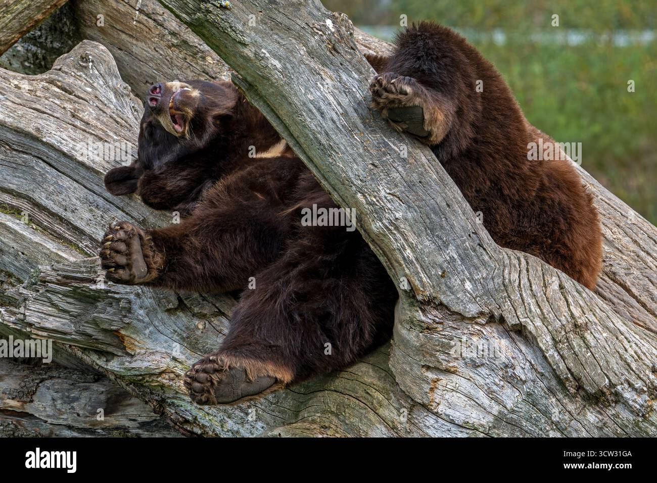 Ours noir américain (Ursus americanus) variation de couleur brune avec blason blanc sur la poitrine dormant dans un arbre mort Banque D'Images