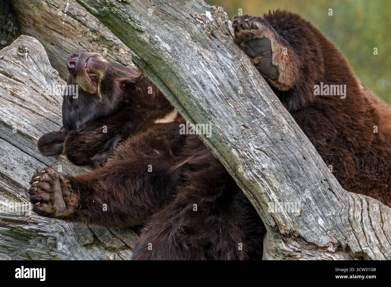 Ours noir américain (Ursus americanus) variation de couleur brune avec blason blanc sur la poitrine dormant dans un arbre mort Banque D'Images