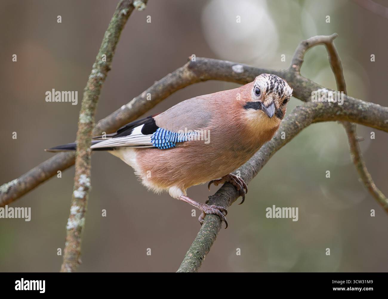 jay eurasien, (Garrulus glandarius), perché sur une branche, regardant la caméra Banque D'Images
