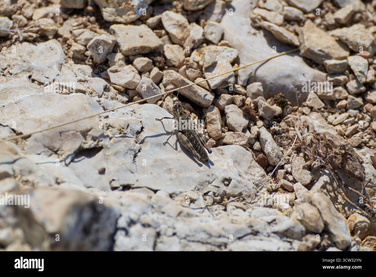 Calliptamus italicus, connu sous le nom de criquet italien, perché sur une surface de gravier. Le criquet est bien camouflé contre le rocher Banque D'Images