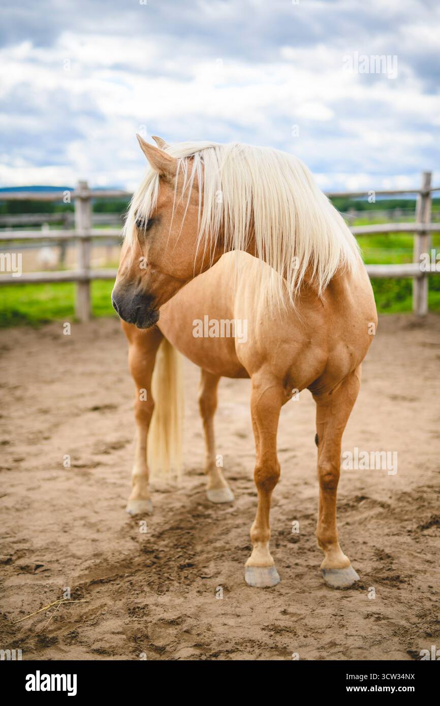 le plus beau cheval montre son tempérament et sa beauté sur le coucher du soleil d'été sur la prairie de rêve à l'heure d'or Banque D'Images